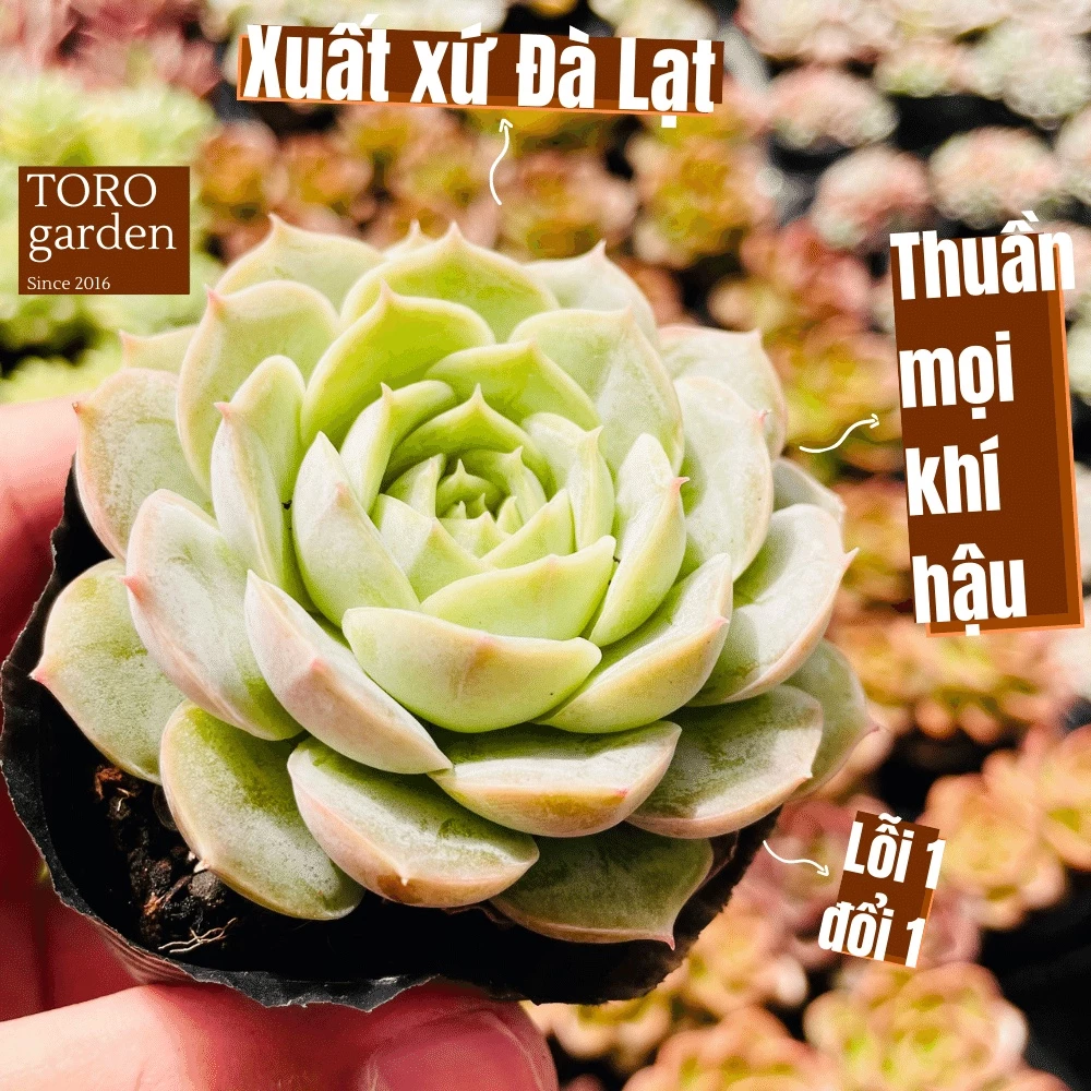 Sen đá ngọc bích Đà Lạt size bé cây cảnh trang trí nhà cửa Toro garden