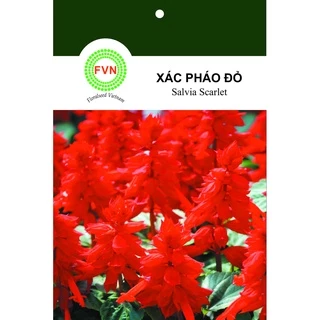 HẠT GIỐNG HOA XÁC PHÁO ĐỎ FVN GÓI 15 HẠT - SALVIA SCARLET