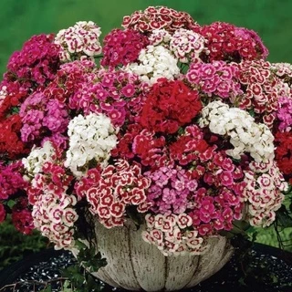 Hạt giống hoa cẩm chướng nhiều màu - rau củ quả trồng chậu, sân vườn ban công nảy mầm cao 0,1g RADO831