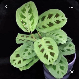 Cây đuôi công xanh/green maranta