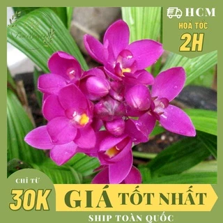 CÂY GIỐNG HOA ĐỊA LAN TÍM ,(cao 15cm), Hoa giống, dễ trồng GIÁ RẺ, nở quanh năm, Cây Tươi Nguyên CTN0590