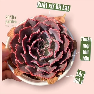 Sen đá bắp cải aurora purple SONDA GARDEN size trung bình 10-12cm, cây cảnh trang trí nhà cửa, lỗi 1 đổi 1