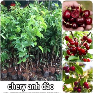 Cây cherry anh đào cao 70-80cm  - Lá răng cưa mua 5 cây tặng 1 cây (Ảnh thật).