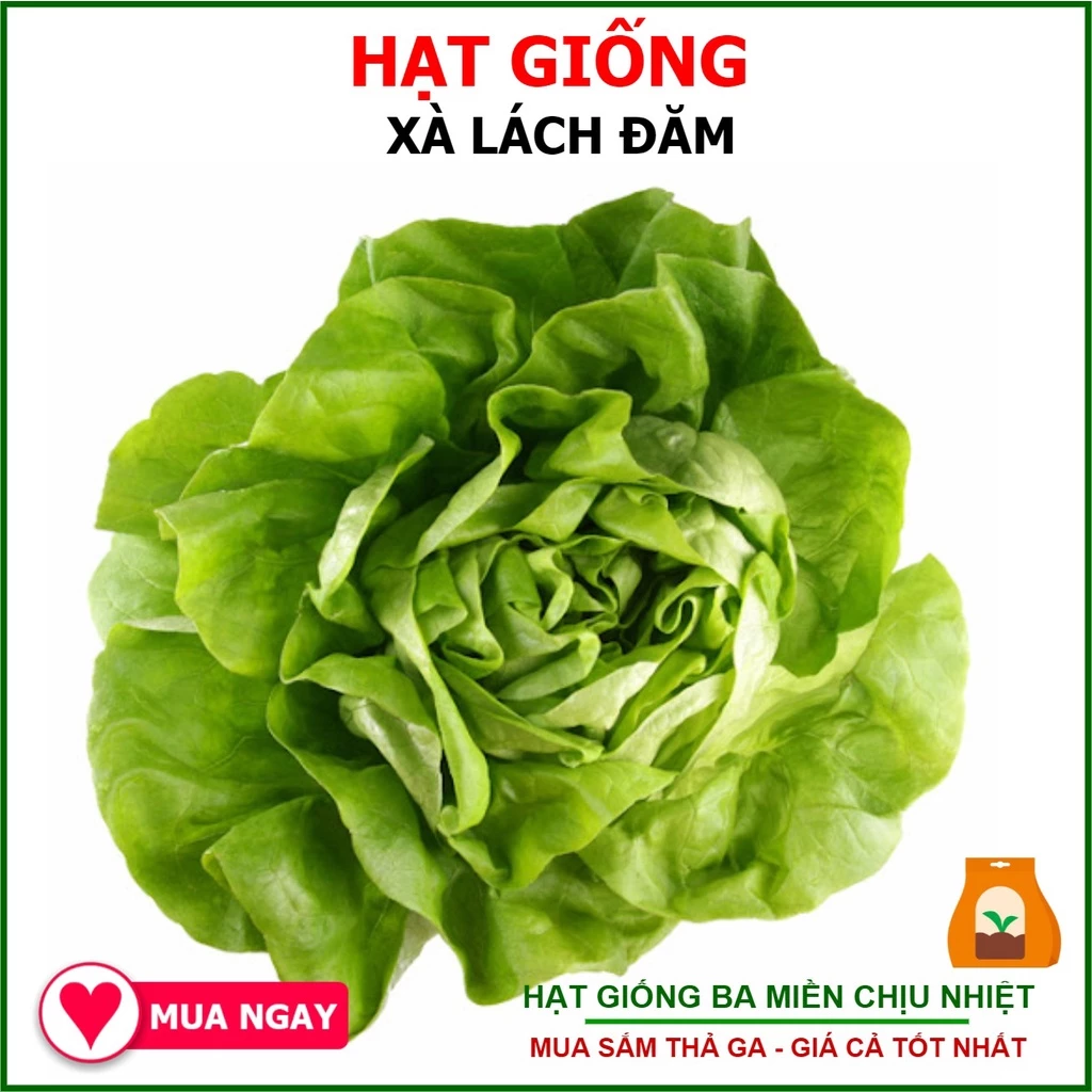 Hạt Giống Xà Lách Đăm Trang Nông 2gram