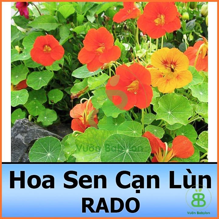 Hạt Giống Sen Cạn Lùn Mix Màu 5Hạt