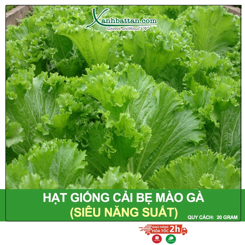 Hạt Giống Cải Bẹ Mào Gà Phú Nông Gói 20 Gram