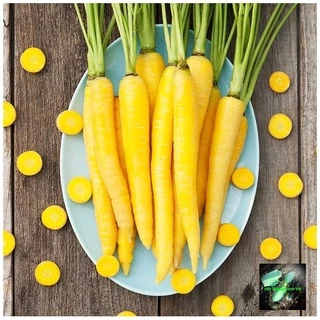 [Seeds] Hạt giống củ cà rốt vàng RD508, đóng gói 5gr