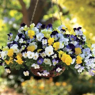 100 hạt giống hoa pansy mix màu