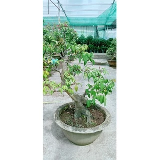 Chậu Khế Bonsai Lớn