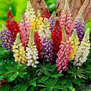 #Hạt_giống_đậu_lupin (tặng kích mầm)