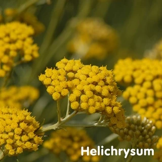 Tinh dầu Cúc bất tử Helichrysum Essential Oil (2 loại)