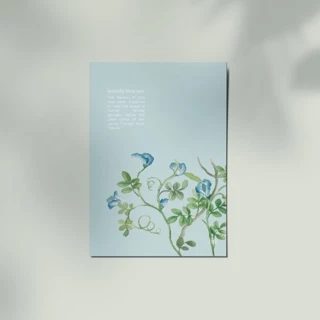 Thiệp Ôm - Hoa Đậu Biếc | Card - Butterfly Blue Pea