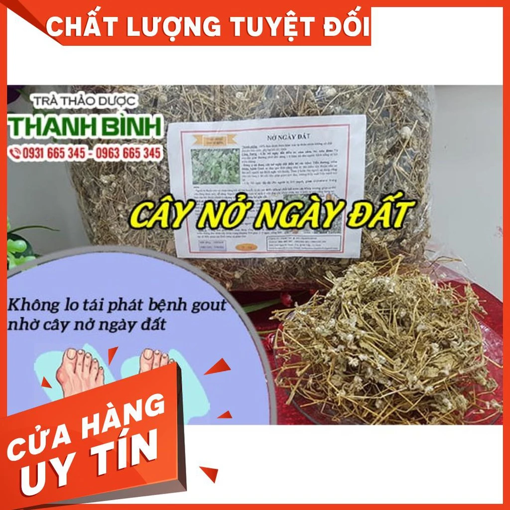 Cây Nở Ngày Đất 1Kg - Hàng Công Ty Loại 1 - Thảo Dược Uy Tín