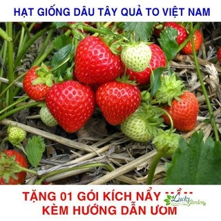 100 Hạt giống Dâu tây đỏ Việt Nam (tặng gói Kích nẩy mầm và Hướng dẫn) XTRA