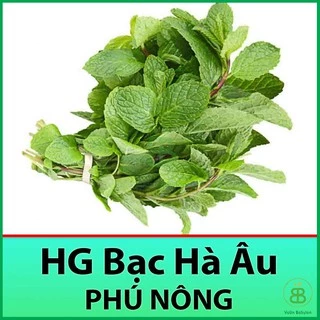 Hạt Giống Húng Lũi 0,2Gr (Bạc Hà Âu) Thơm Ngon