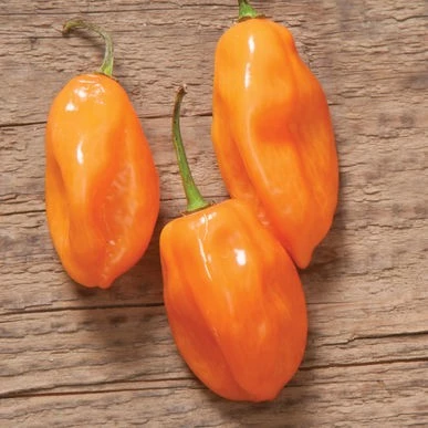 Hạt giống ớt Habanero