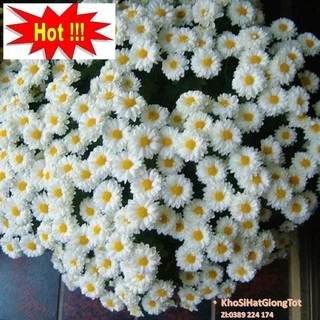 Gói 50 Hạt Giống Hoa Cúc Chi Trắng - 60cm Shasta (Chrysanthemum)