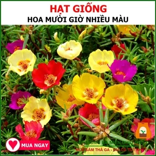 Hạt Giống Hoa Mười Giờ Nhiều Màu