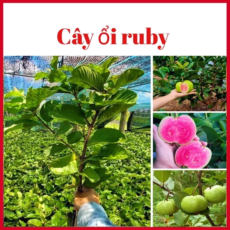 Cây ổi ruby (ổi trân châu ruột hồng ) 6 tháng ra quả