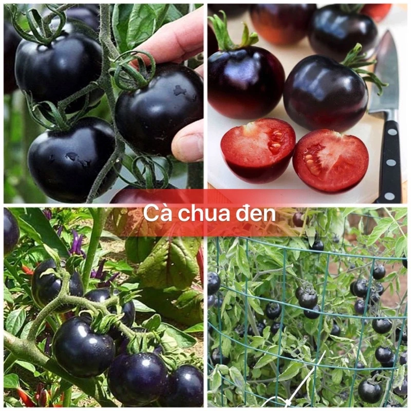 Hạt giống cà chua chùm đen siêu quả F1