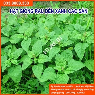 Hạt Giống Rau Dền Xanh 20gram -Dễ Trồng Nhanh Thu Hoạch