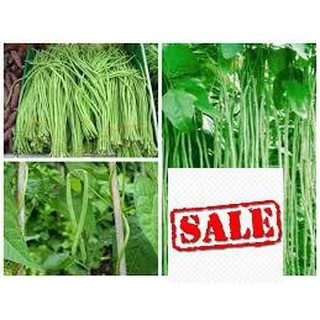 15 gram hạt giống đậu đũa ( đậu dải áo) SALE