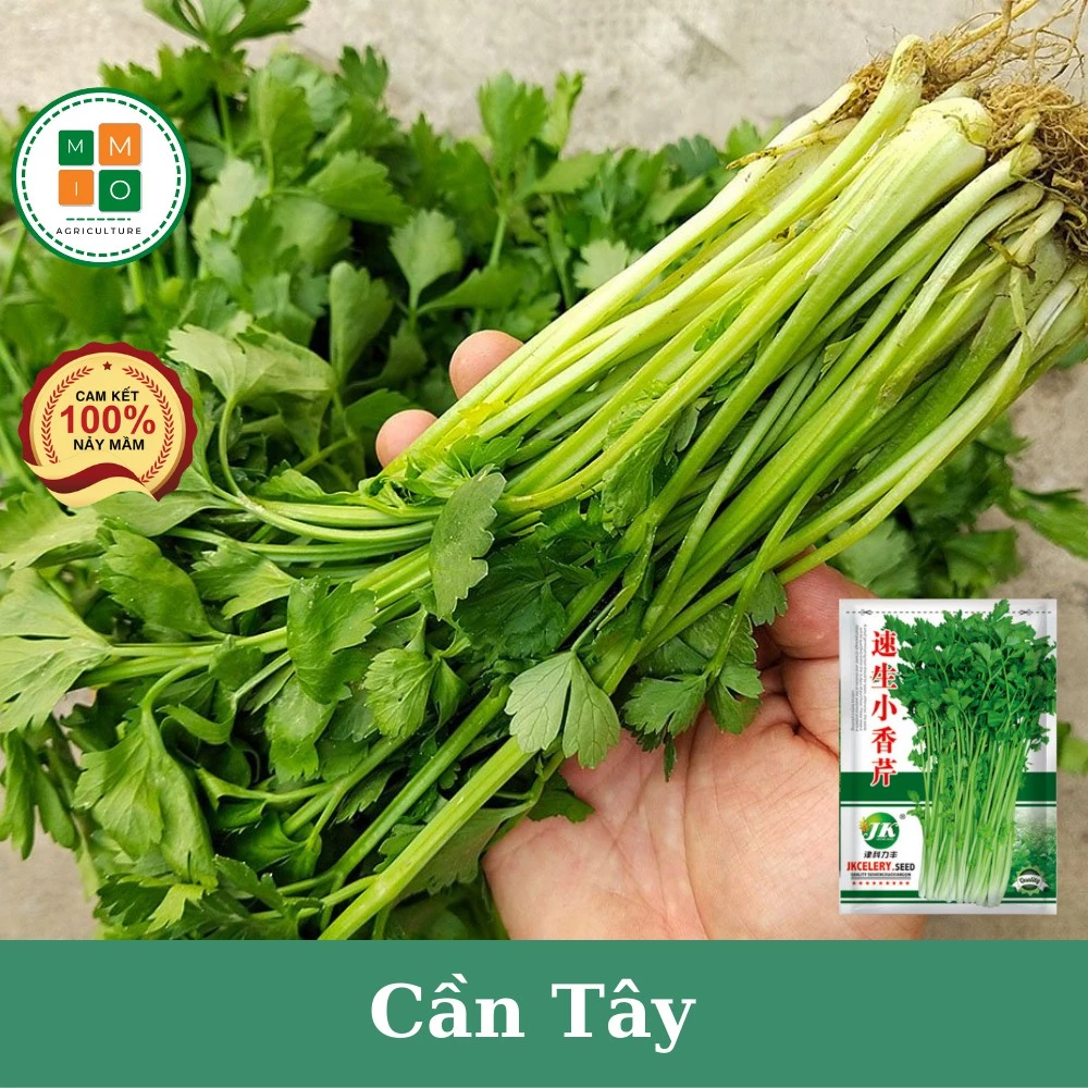 Hạt giống cần tây