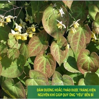 Lá Dâm Dương Hoắc Khô ( 500gr ) Bổ Thận - Đặc Sản rừng