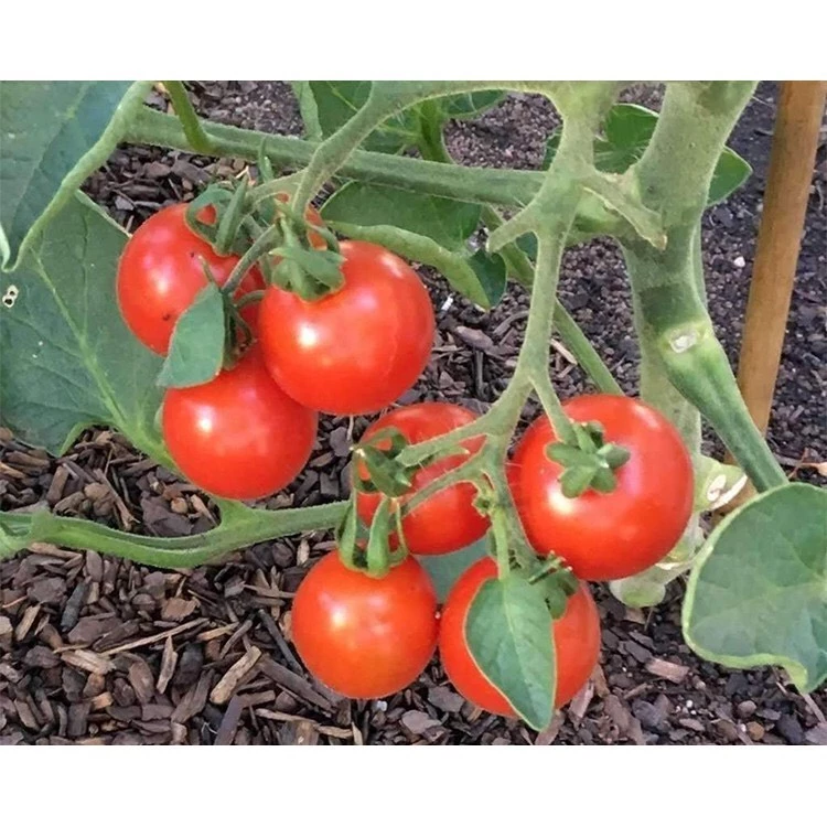 Hạt giống Cà chua chịu nhiệt lai F1 (0.1g)