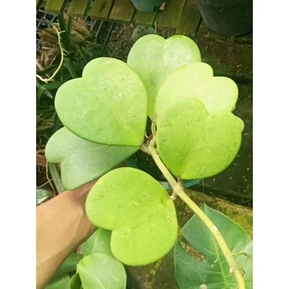 Hoya Kerrii (Cẩm Cù lá tim) ảnh thật