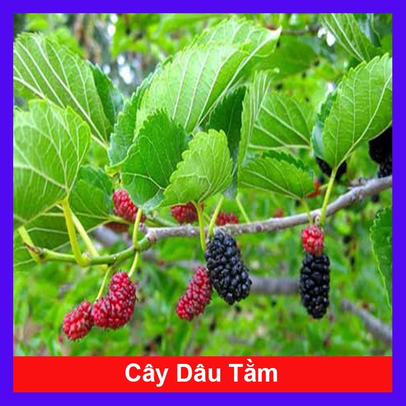 Cây Dâu Tằm - Cây cảnh sân vườn