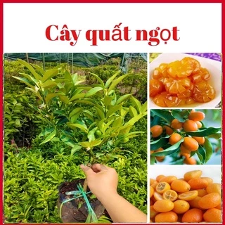 Cây quất ngọt sẵn quả nhỏ - quất đường