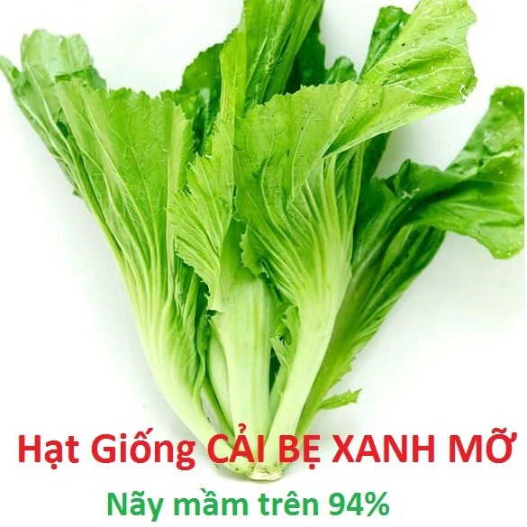 Hạt giống cải bẹ xanh - cải mỡ (nhiều kích cở)