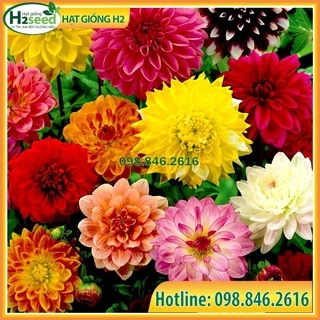 Gói 30 Hạt giống hoa thược dược lùn mix màu ngẫu nhiên -  dễ trồng, hoa nở đồng đều