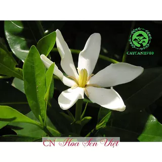 Cây hoa dành dành cao 40cm đang hoa - Cây cảnh -Cây dược liệu..