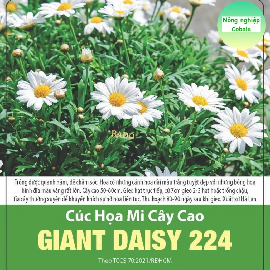 Hạt Giống Hoa Cúc Họa Mi Cây Cao (224) 0.03gr