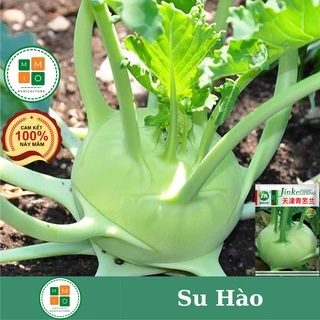 Hạt giống su hào xanh chịu nhiệt