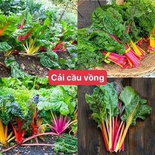 Hạt giống cải cầu vồng F1