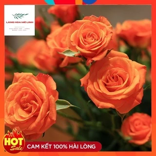 HOA HỒNG TIỂU MUỘI  [ 🏵️🍁SIÊU ĐẸP🏵️🍁]  MÀU SẮC PHONG PHÚ ĐỎ - CAM 🍀🍀🍀 HOA HỒNG NỤ NHỎ