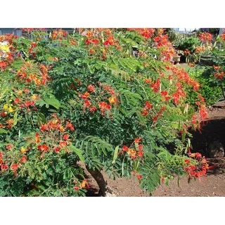 Gói 10 hạt giống cây Điệp Cúng hoa đỏ (Điệp Ta - Kim Phượng), độ nảy mầm cao, dễ trồng
