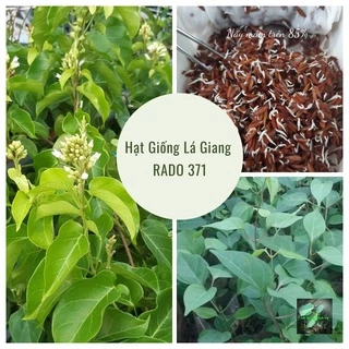 [Seeds] Hạt giống lá giang Rado, đóng gói 5 hạt