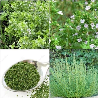 Hạt giống cỏ xạ hương (Thyme) gói 100 hạt