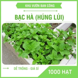 Hạt Giống Rau Húng Bạc Hà (Húng Lủi) Gói 250 - 20 Hạt - Khu Vườn Ban Công