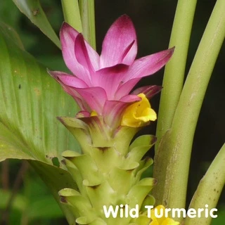 Tinh dầu Nghệ rừng Wild Turmeric Essential Oil (Nghệ thơm)