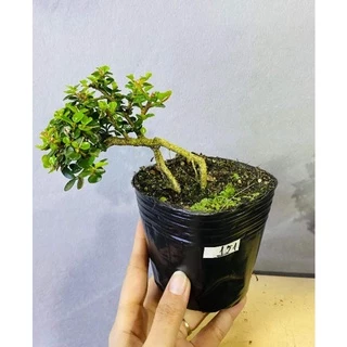 Chậu Bonsai sam núi mini size <10 cm TẶNG phân tan chậm.