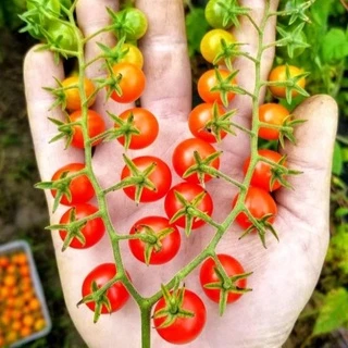 hạt giống cà chua bi 30 hạt