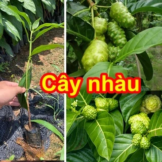 [Cây dược liệu] Cây giống Nhàu hỗ trợ bệnh tiểu đường, tăng huyết á