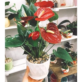 Chậu mềm hồng môn đỏ may mắn/ Anthurium Andraeanum 🍀🌱