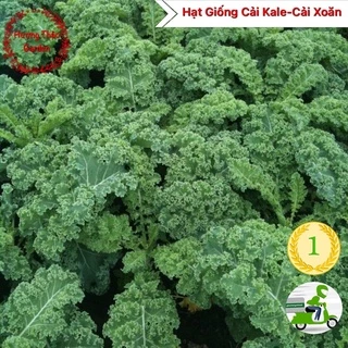 Hạt Giống Cải Kale-Cải Xoăn F1 5gr