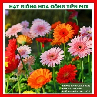 Hạt giống hoa đồng tiền mix - rau củ quả trồng chậu, sân vườn ban công nảy mầm cao 10 hạt